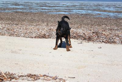 shaking the sand off